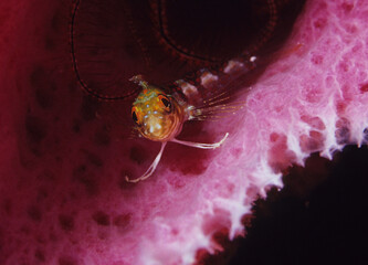 Blenny and sponge