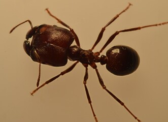 Big-headed Ants isolated on orange background.