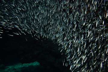 black and white minnows