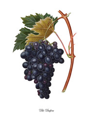 Botanical illustrations of fruits and vegetable