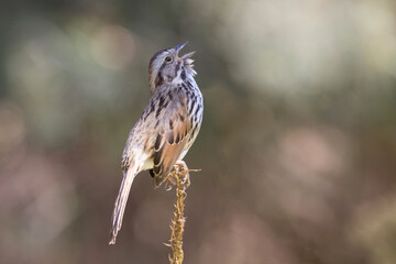 Original wildlife photograph of a sparrow perched on the tip of a branch with it's head back singing