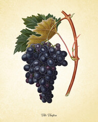 Botanical illustrations of fruits and vegetable