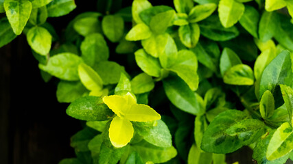 Green leaf background