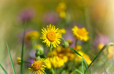 Beautiful meadow with yellow and purple wildflowers.  Summer nature with wildflowers, close up image.