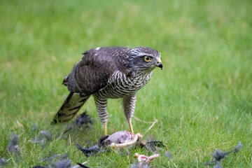Sperber holt sich sein Abendessen