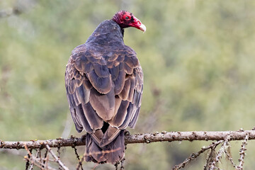 Original wildlife photograph of a brown turkey vulture perched on a tree branch