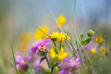 Beautiful meadow with yellow and purple wildflowers.  Summer nature with wildflowers and blue sky in background.  Close up image.