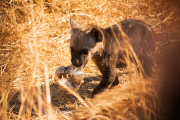Baby Hyena with Impala bone in the wild 