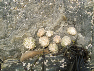 Oyster farming and oyster traps, floating mesh bags