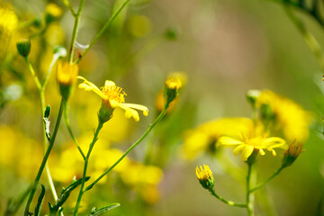 Beautiful meadow with yellow wildflowers.  Summer nature with wildflowers on green background. Close up image.