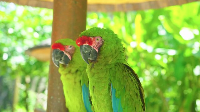 Colorful portrait of couple green parrots Great Green Macaw against jungle. Motion closeup wild ara parrot head on green background. Wildlife and rainforest exotic tropical birds as popular pet breeds