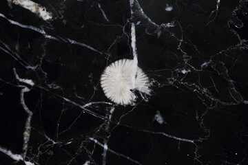 White patterned of black marble texture, abstract dark background.