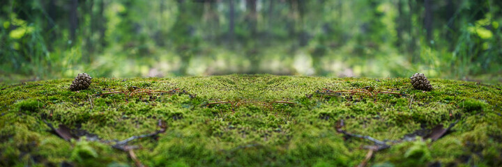 A stone covered with green moss in the forest. Wildlife landscape. Wide banner. Copy space. Design....