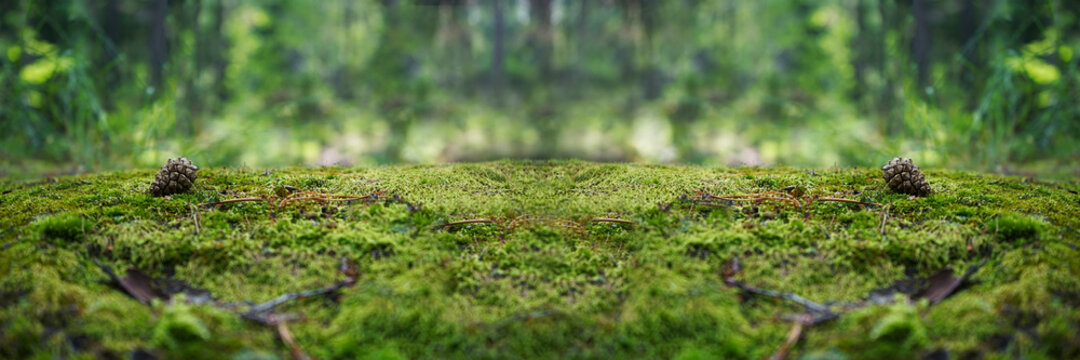 A stone covered with green moss in the forest. Wildlife landscape. Wide banner. Copy space. Design. Empty space for the product.