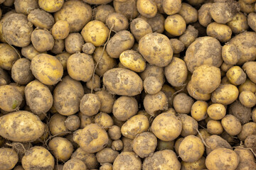 Close up view of a case of a fresh crop of potatoes. Potato background. Concept.