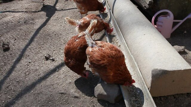 Chickens looking for food in free range on barnyard at poultry farm. Some of them has missing feathers due molting, lice or aggression from other chickens