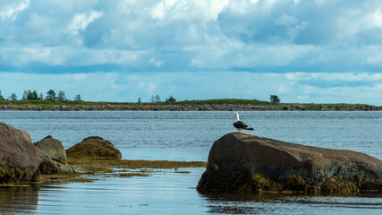 Fototapeta premium Two seagulls sit on a large boulder in the sea. Seascape, clouds, sky. Russia, White sea.