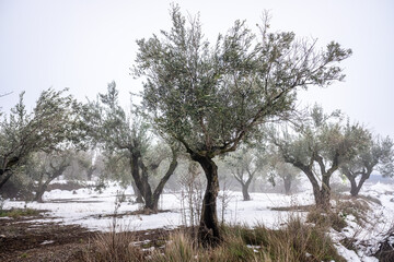 Field of snow-covered olive trees in Spain during winter.