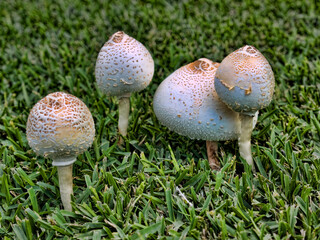 Mushrooms