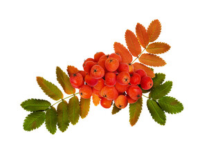 Red autumn rowanberries and leaves in arrangement - obrazy, fototapety, plakaty