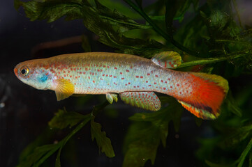 Aquarium fish. Rivulus tenuis Papaloapam. Alternative name Cynodonichthys tenuis. Rivulus tenuis...