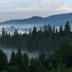 Foggy pine forest on Carpathian mountains early morning