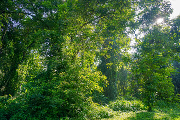 Green trees in the tropical forest 