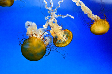jellyfish in blue water