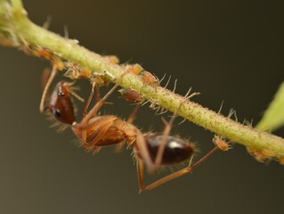 Close up of an ant taking care of a lot of aphids on twig.