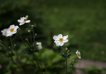 white anemone flowers in the garden