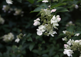 autumn flowers white hydrangea