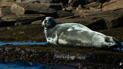 A large cute seal lies on the rocks in the sea. Wildlife. Portrait of an animal.