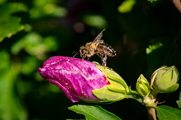Biene auf Hibiskus