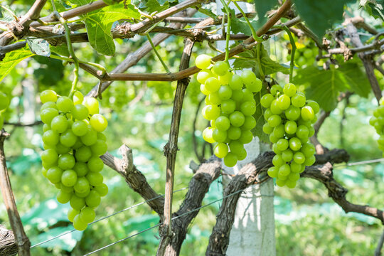 Sun rose grapes grown on trees