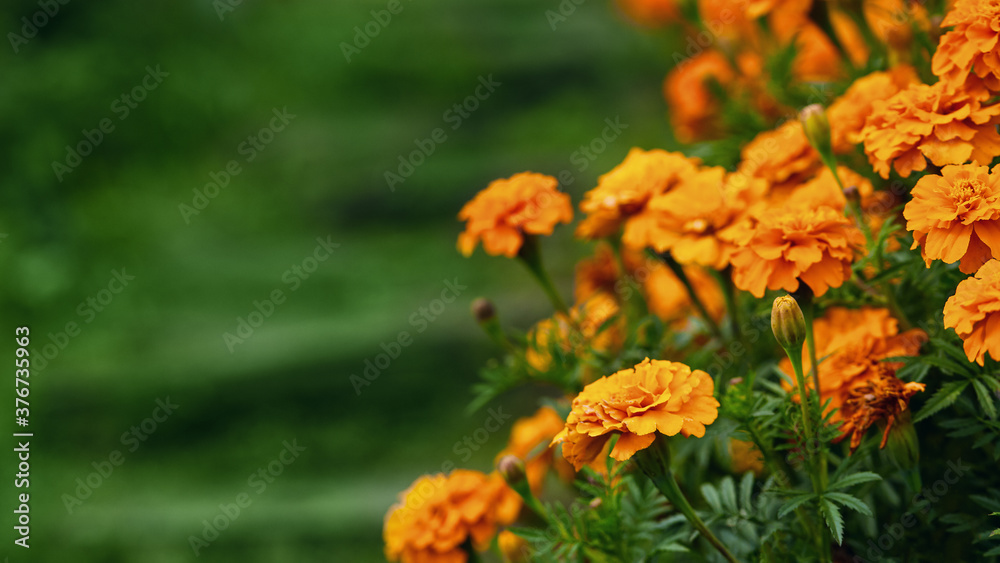 Wall mural beautiful orange marigold flowers in the garden. autumn mood, long banner, copy space