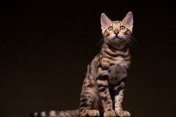Fototapeta na wymiar Beautiful Pure breed Bengal male kitten/cat 