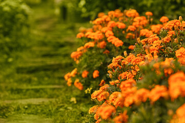 autumn mood. orange marigold flowers in a green garden. space for text, soft focus