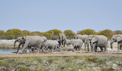 Obraz premium Elefanten im Etosha National Park Namibia Südafrika