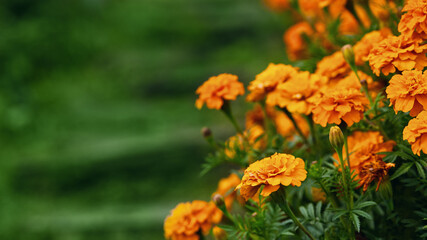 beautiful orange marigold flowers in the garden. autumn mood, long banner, copy space - obrazy, fototapety, plakaty
