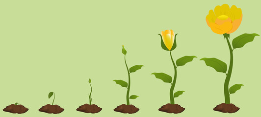 Stages of blue flower growth