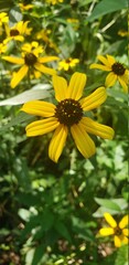 Black eyed Susan flower on a sunny day in Sherman Creek Park located in Northern Manhattan's Inwood neighborhood.