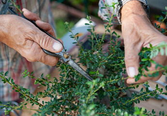 Bonsai artist takes care of his Cotoneaster tree, pruning leaves and branches with professional shears. 