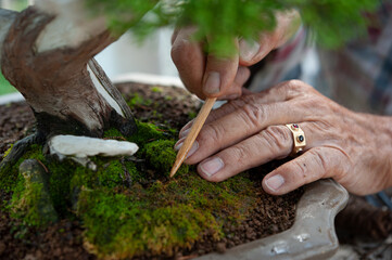Bonsai artist takes care of his plant putting moss in the pot, at the foot of the tree. 