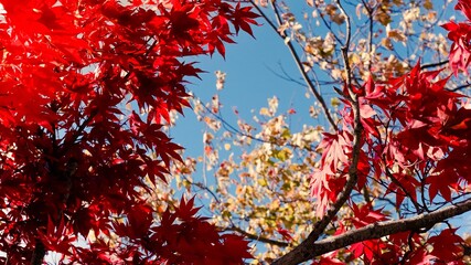 red autumn leaves