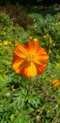 Orange garden cosmos on a sunny day in a garden in Isham Park in northern Manhattan's Inwood neighborhood.