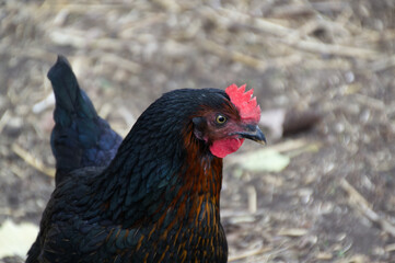 A Black and Orange Rooster