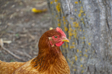 Chicken in the Farm