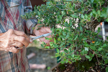 Bonsai artist takes care of his Quercus suber tree, pruning leaves and branches by professional...