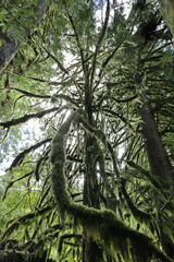 Wilderness Forest Sanctuary