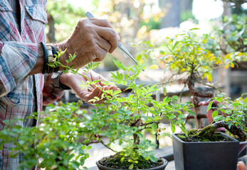 Bonsai artist takes care of his roses with selective removal of leaves. 